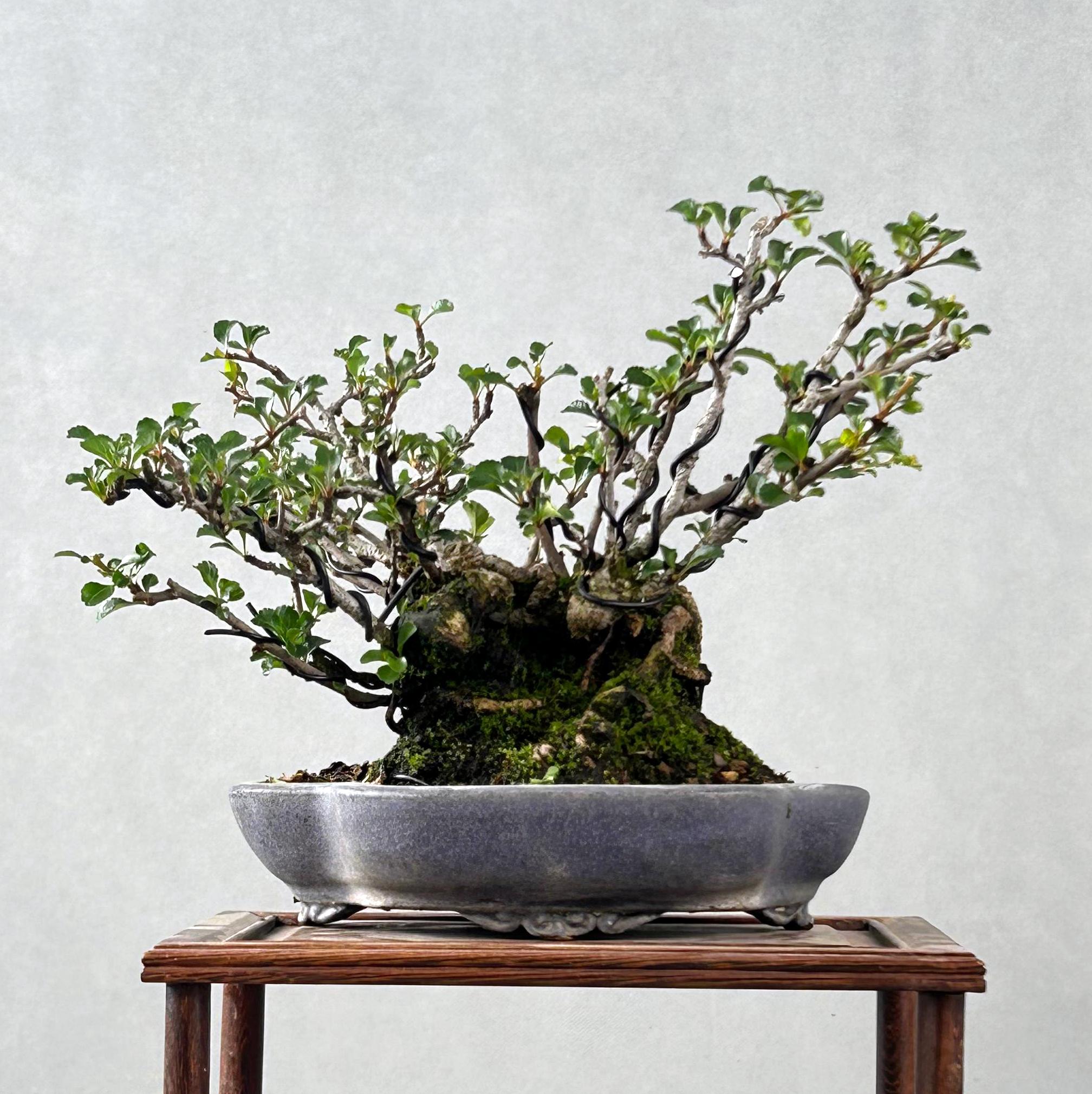 CHAENOMELES CHOJUBAI 6